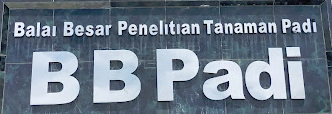 BB Padi